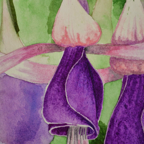 Fuchsie — foto 3