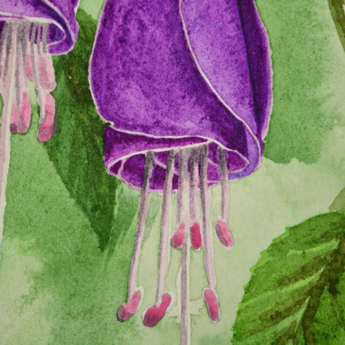 Fuchsie — foto 2