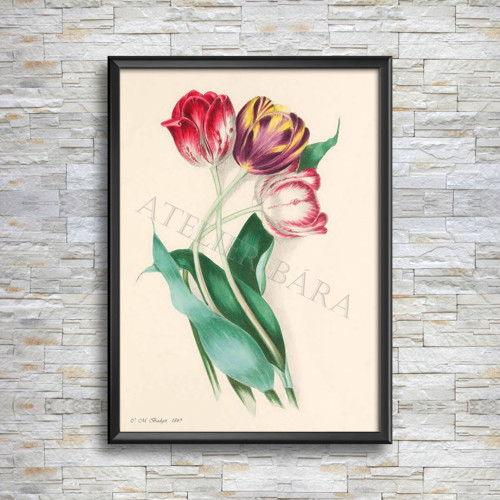 Z herbáře - tulipány — foto 3