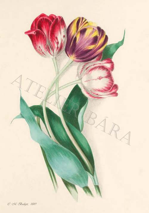 Z herbáře - tulipány — foto 2