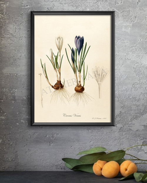 Z herbáře - krokus — foto 3