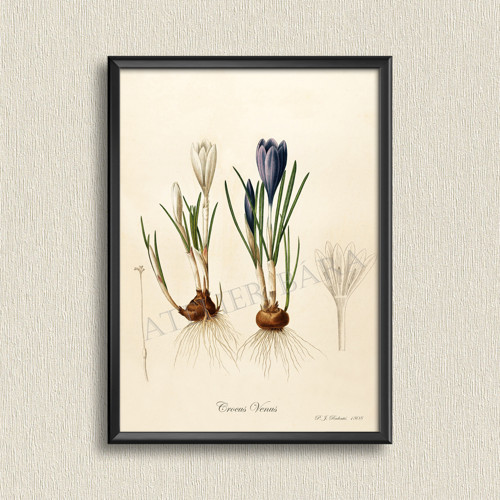 Z herbáře - krokus — foto 4