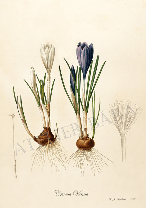 Z herbáře - krokus — foto 2