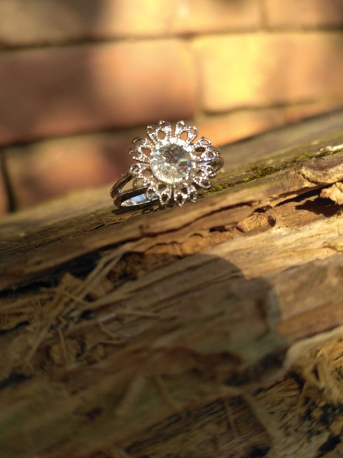 Chudobka třpytivá — foto 2