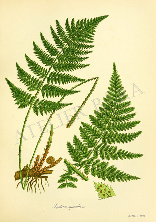 Z herbáře - kapradí — foto 2