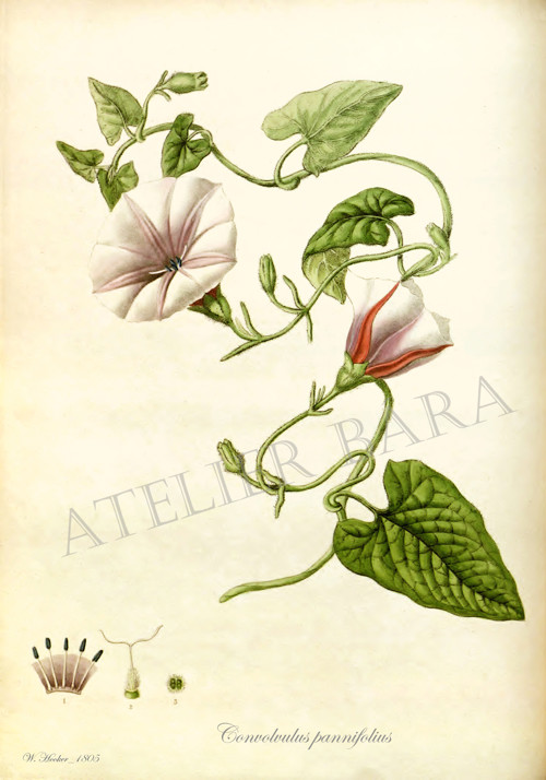 Z herbáře - svlačec — foto 2