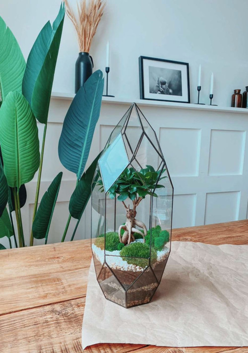 Rostlinné terárium s bonsají "Rocket" — foto 5