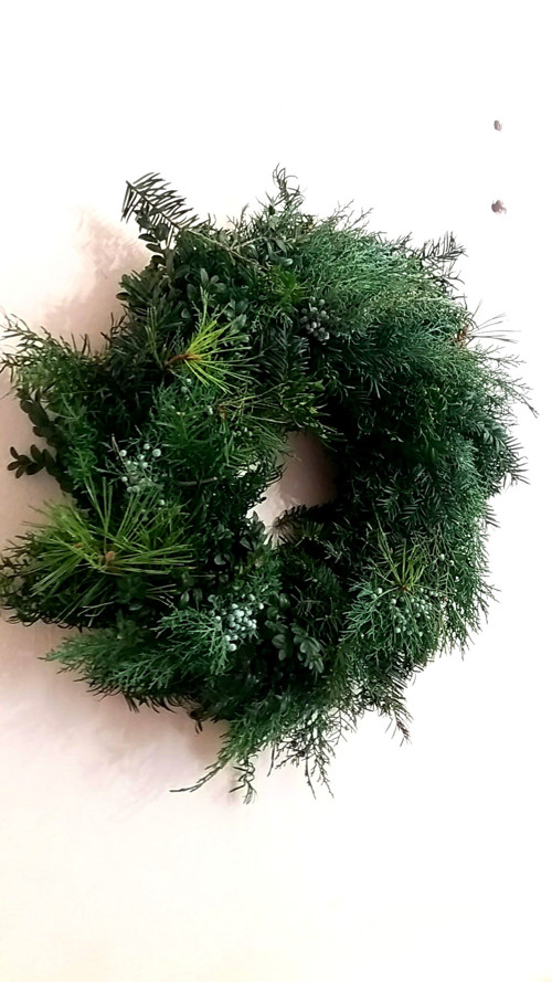 CHLUPAJDA věnec bobuláč — foto 3