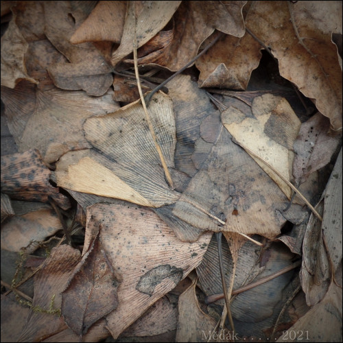 Oj,vespertilio... — foto 5