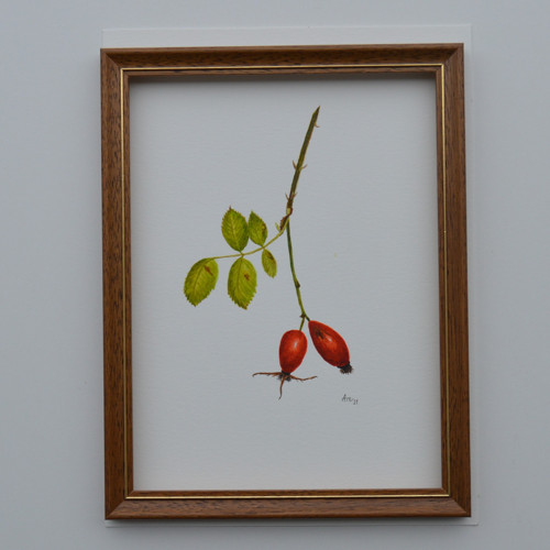 Originál, akvarel - šípek - 28 x 21 cm — foto 3