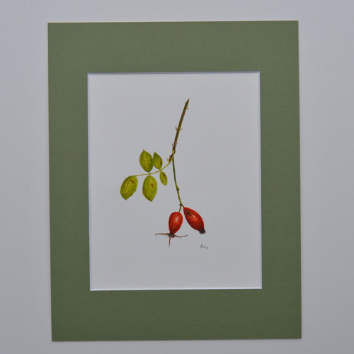Originál, akvarel - šípek - 28 x 21 cm — foto 4