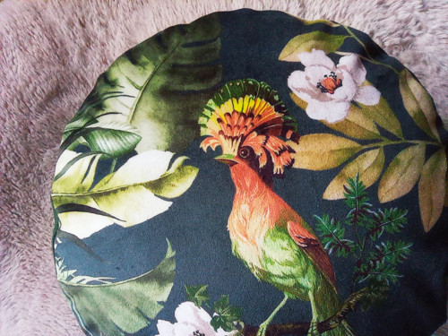 Sedák "papoušek" — foto 3