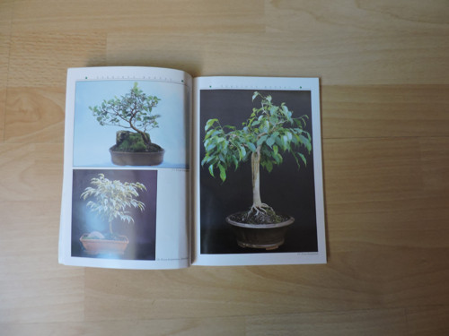 Bonsai pokojová — foto 2