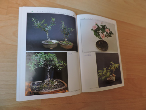 Bonsai pokojová — foto 3