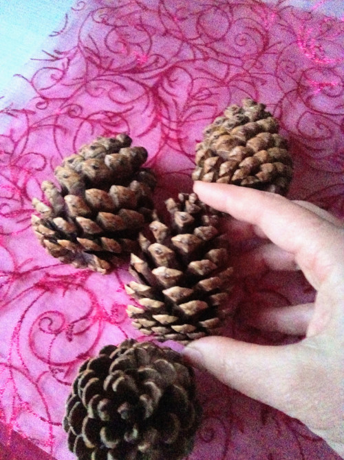 Šišky borové velké — foto 2