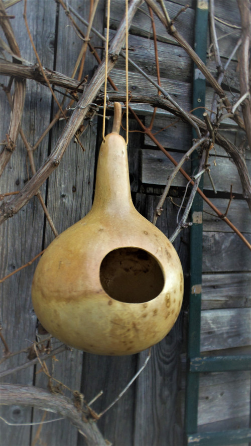 Budka z tykve — foto 2