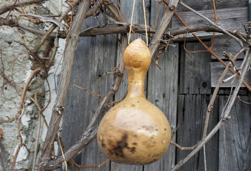 Budka z tykve II. — foto 3