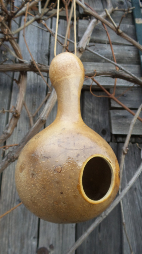 Budka z tykve II. — foto 2