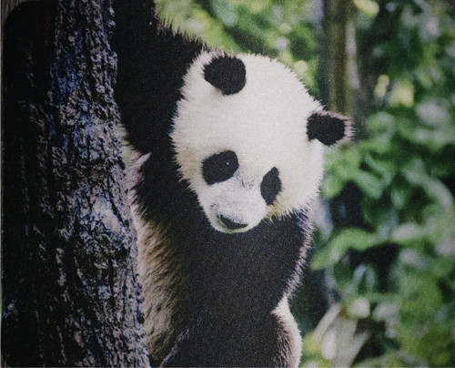 Podložka pod myš, panda — foto 2