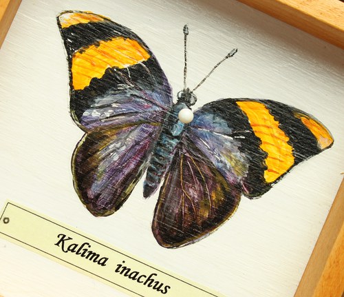 Kalima inachus — foto 5