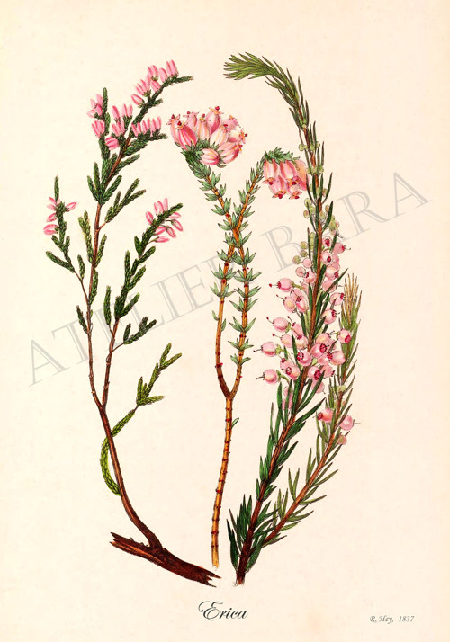 Z herbáře - vřes — foto 2