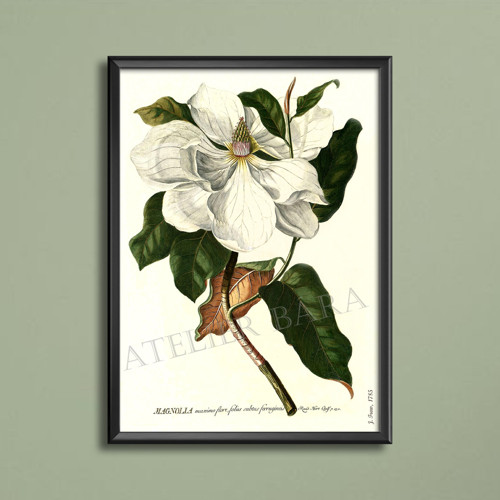 Z herbáře - magnolie — foto 4