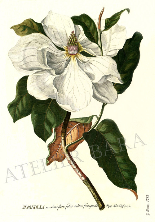 Z herbáře - magnolie — foto 2
