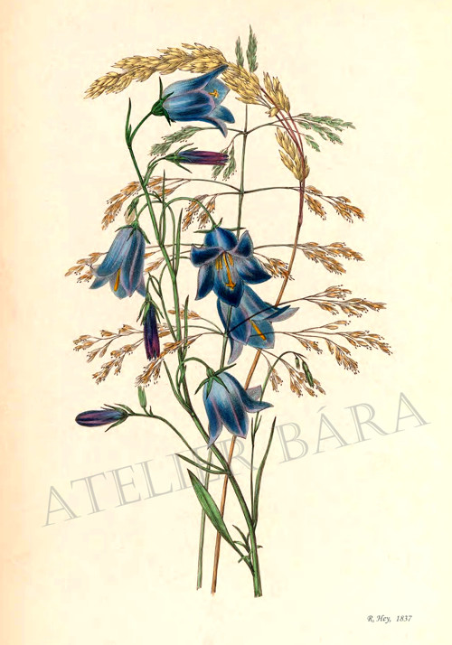 Z herbáře — foto 2