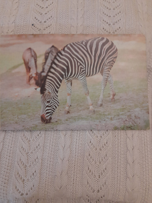 V zoologickej záhrade — foto 3