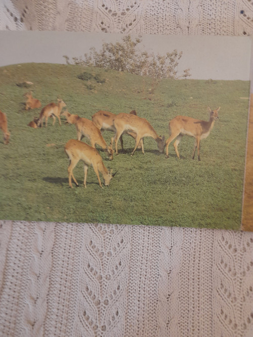 V zoologickej záhrade — foto 5