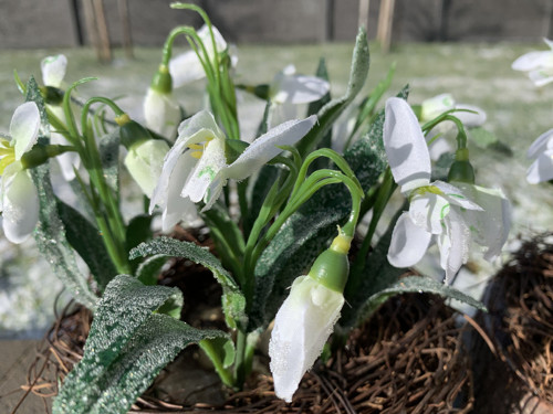 Ledové sněženky — foto 3