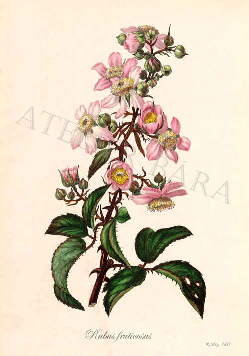 Z herbáře - ostružiník — foto 2