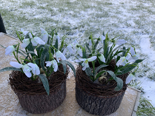 Ledové sněženky — foto 4