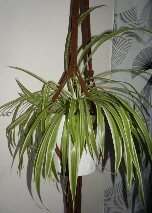 Závěs na květiny macramé — foto 2