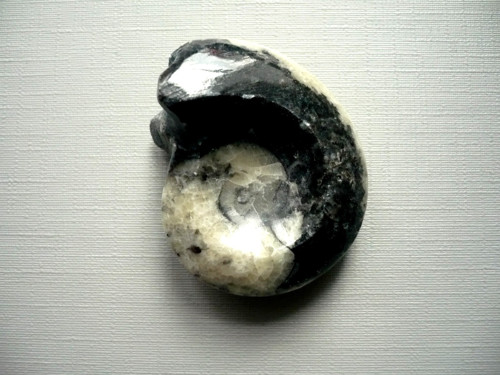 Goniatit 41 mm, č.8f — foto 2