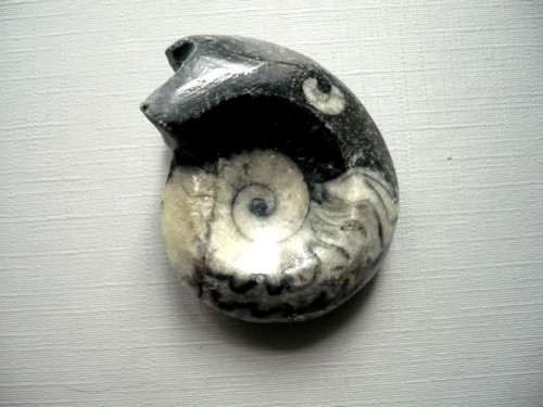 Goniatit 44 mm, č.13f — foto 2