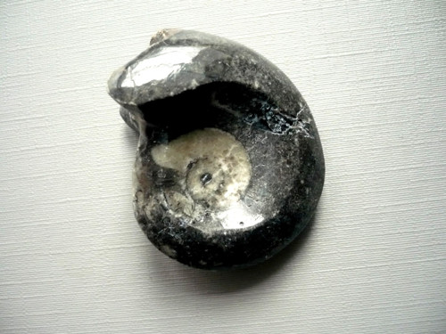 Goniatit 42 mm, č.17f — foto 2