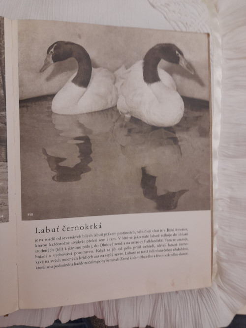 Zvířata zblízka — foto 6