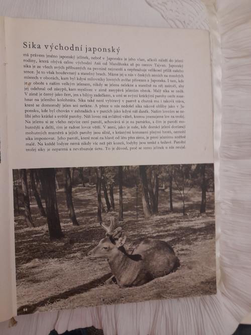 Zvířata zblízka — foto 4