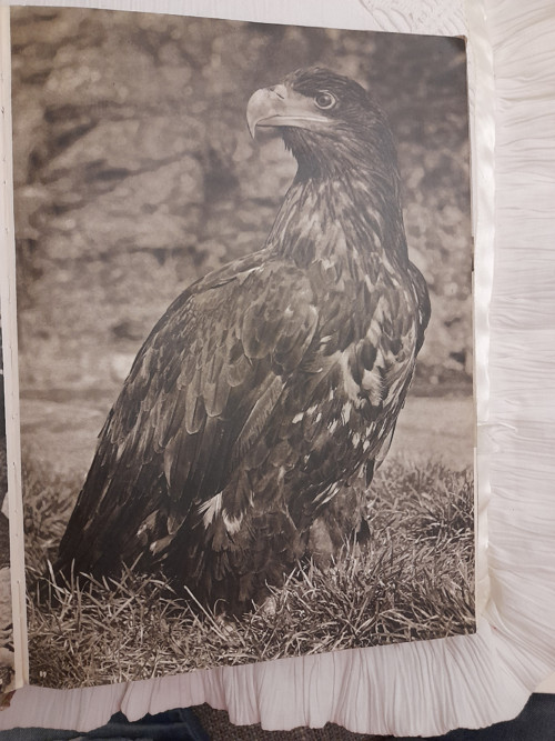 Zvířata zblízka — foto 5