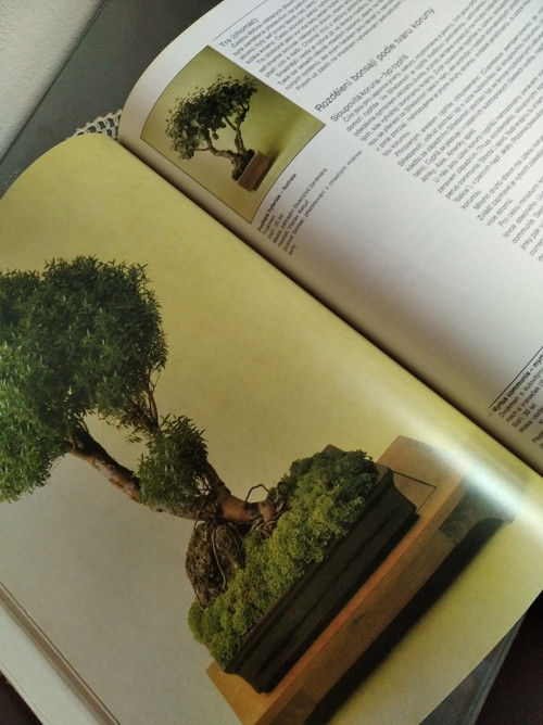 Bonsai - Petr Herynek — foto 4