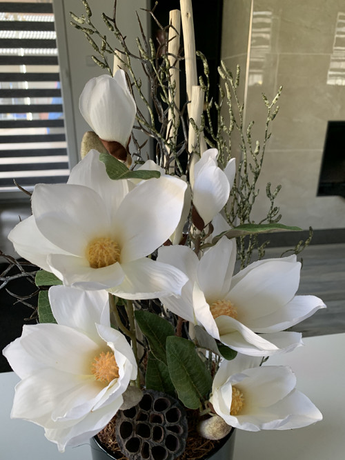 Magnolie 60cm — foto 2