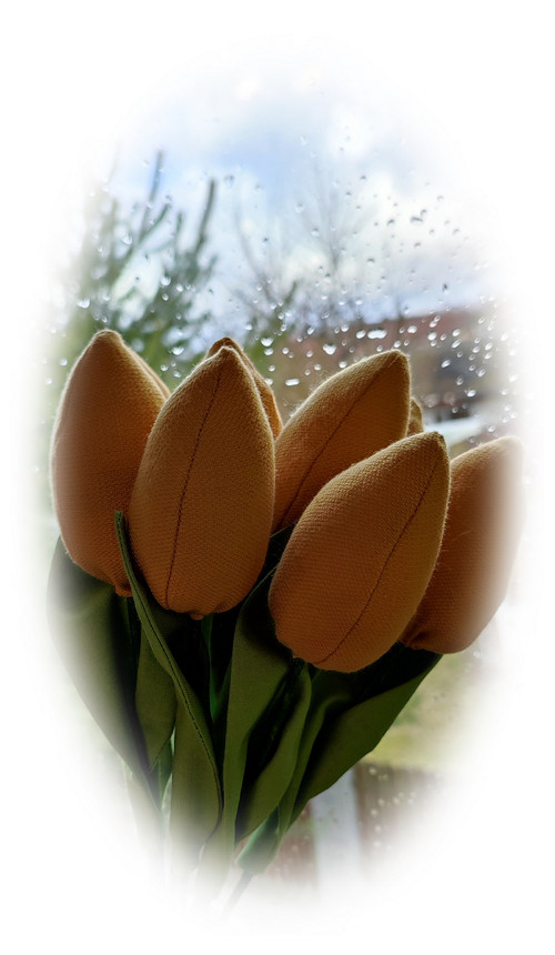 Tulipán okrový. č.1621 — foto 6