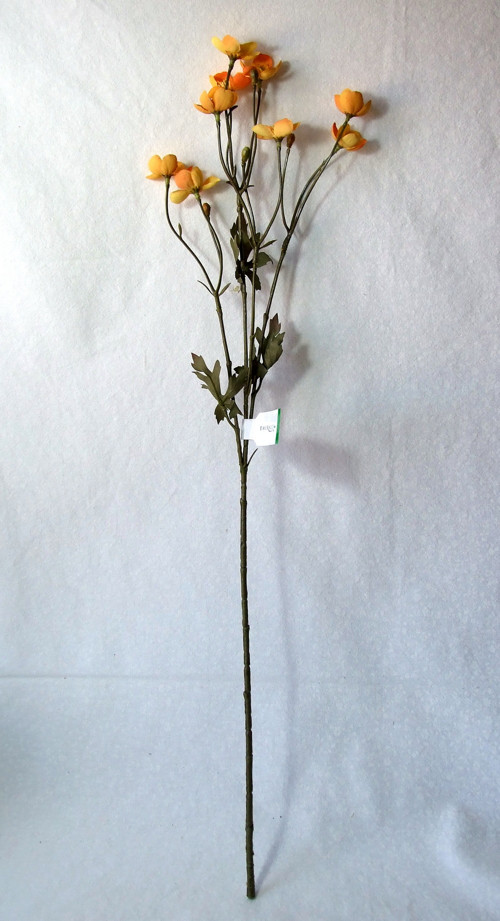 Pryskyřník luční — foto 2