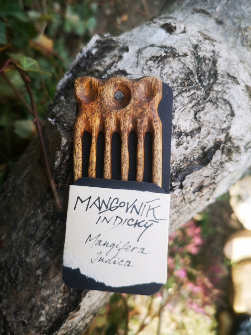 Mangovník indický - hřebínek — foto 2