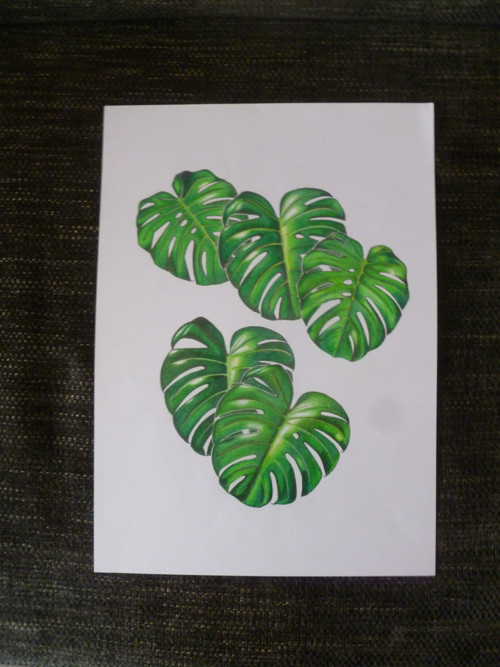Monstera — foto 2