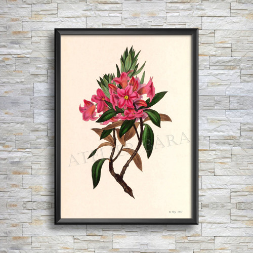 Z herbáře - rododendron — foto 5