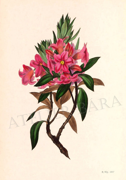 Z herbáře - rododendron — foto 2