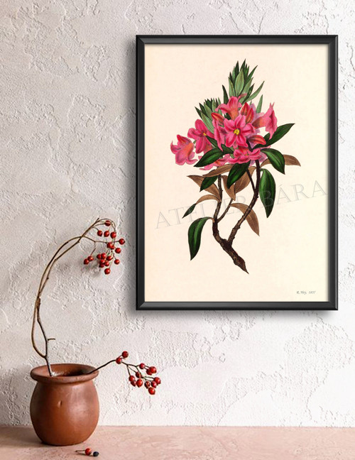 Z herbáře - rododendron — foto 4