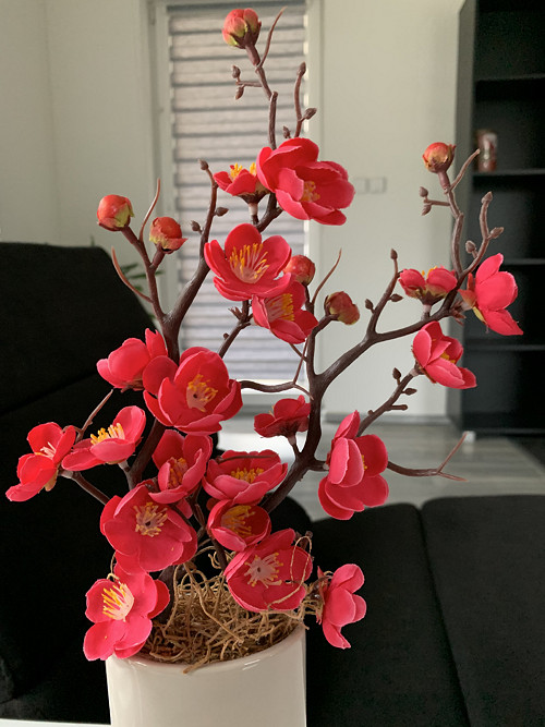 Sakura — foto 4